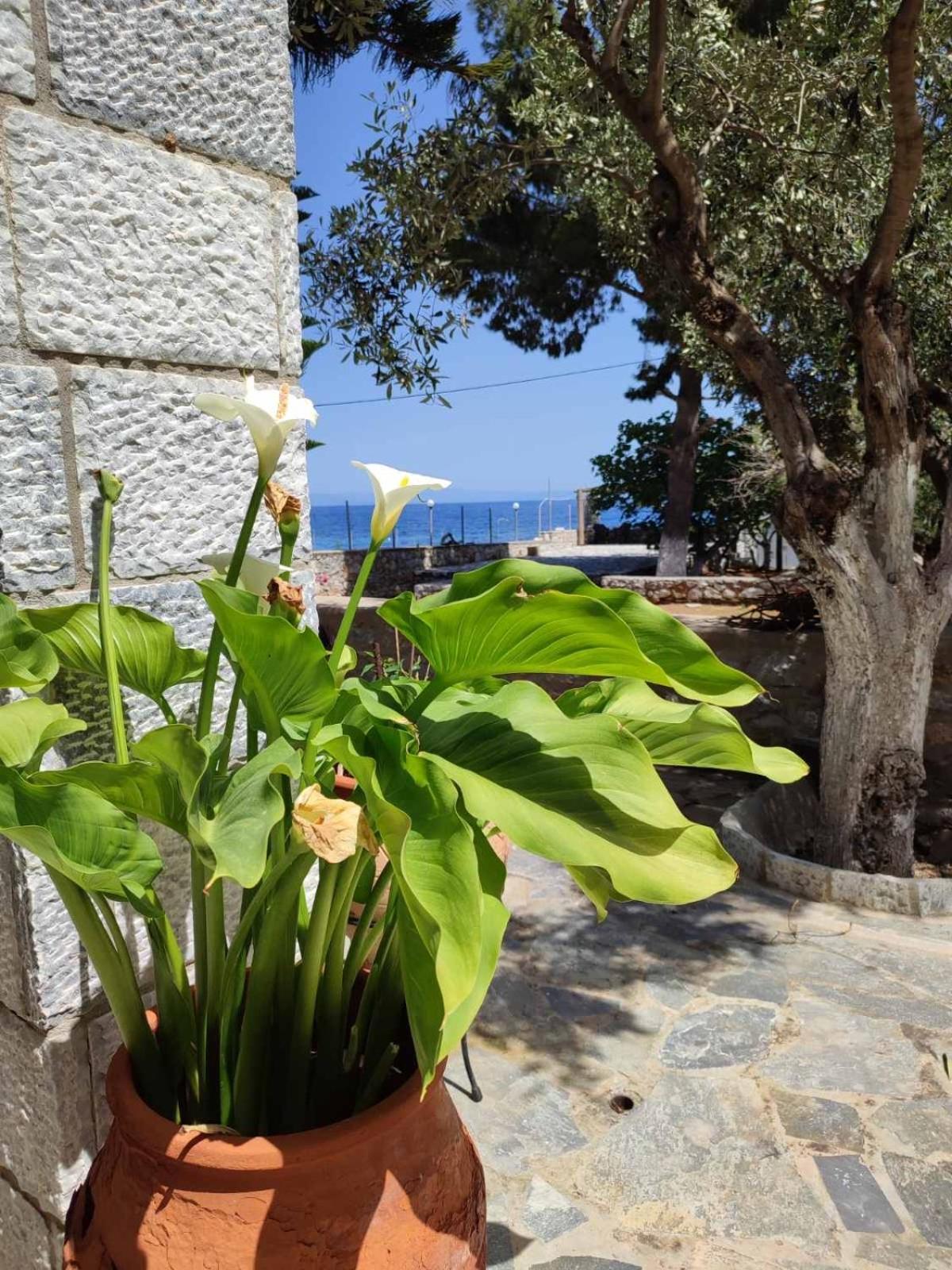 Ktima Zaxarias Hotel Kokkala Buitenkant foto